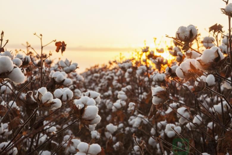 全球棉花市场供求失衡，形势不容乐观